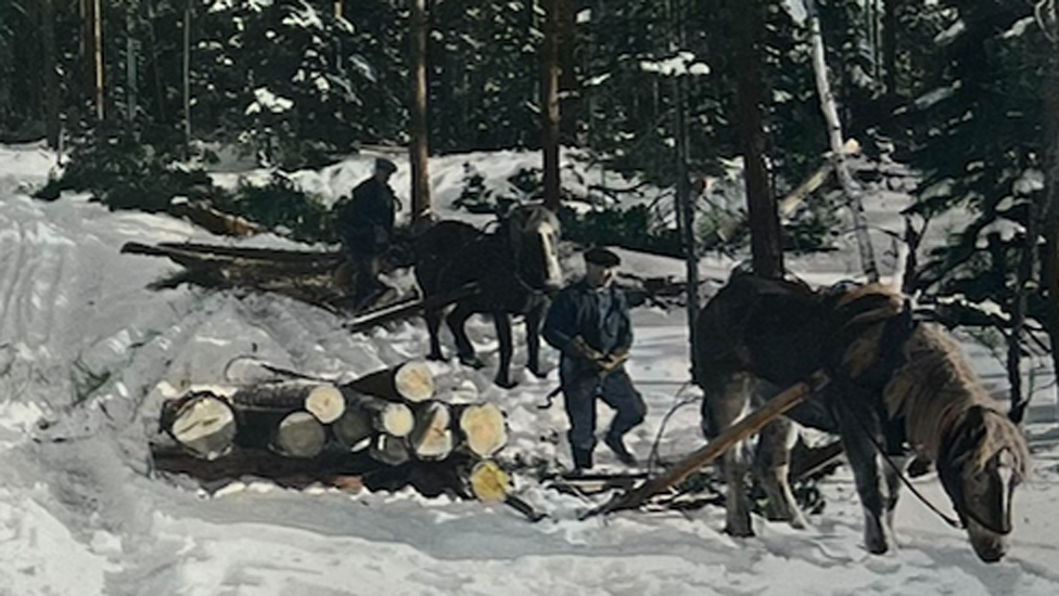 Timmertransport med häst och vagn i ett snöigt Värmland